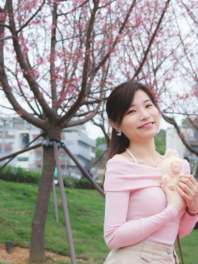 🌸香港櫻花海岸賞花攻略🌸