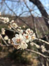 南部（みなべ）梅林へ今年初めての梅を見に❤️