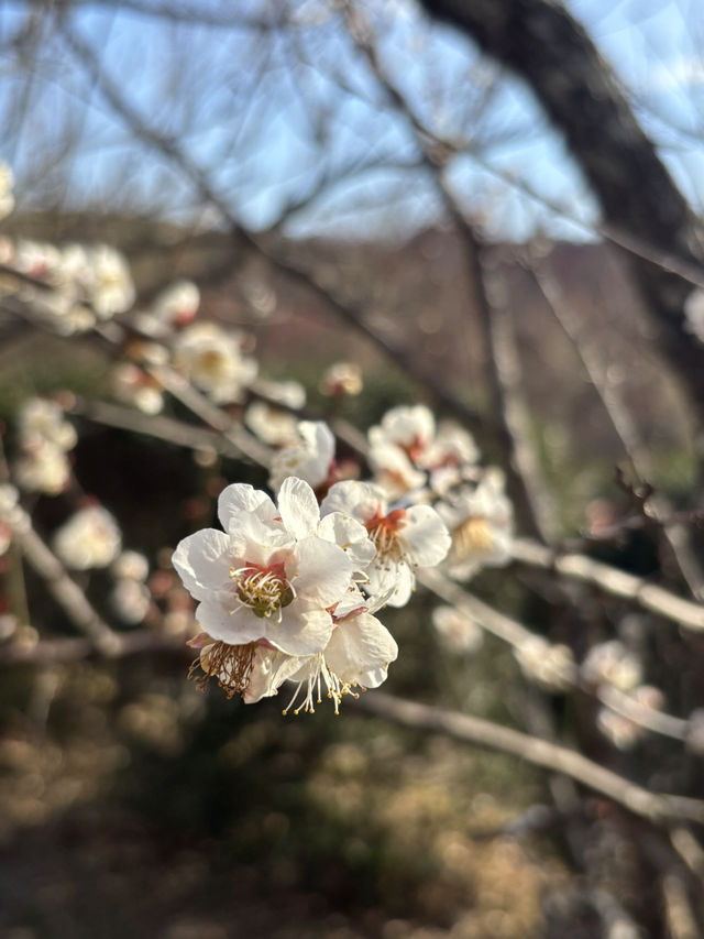 南部（みなべ）梅林へ今年初めての梅を見に❤️