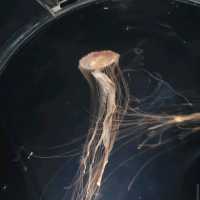 Osaka Aquarium Kaiyukan (海遊館) – One of the World’s Best Aquariums