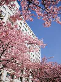 東京河津櫻賞櫻指南 🌸 舊中川櫻花盛開中！