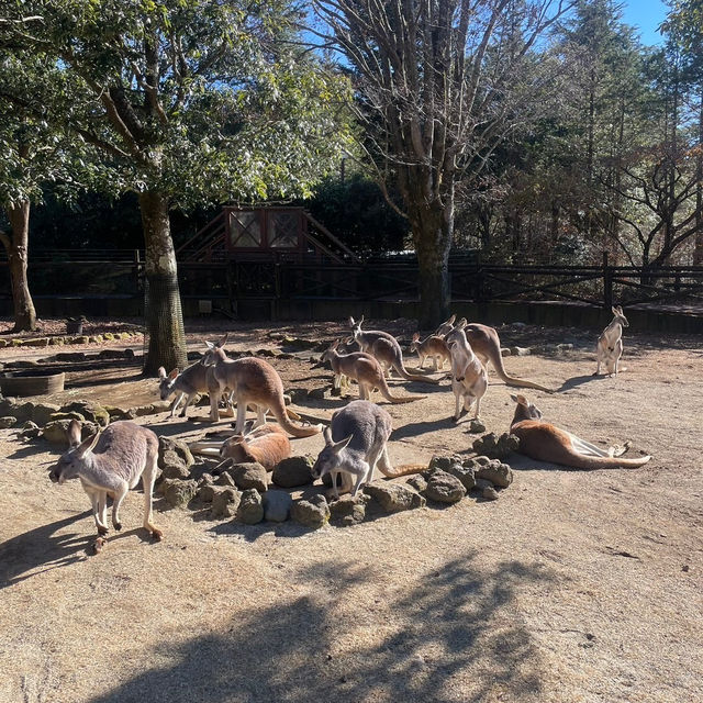 動物好きは知らなきゃ損！静岡にある『富士サファリパーク』