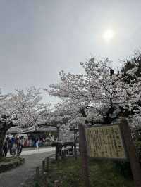 嵐山公園的櫻花：春天的夢幻絕景 🌸