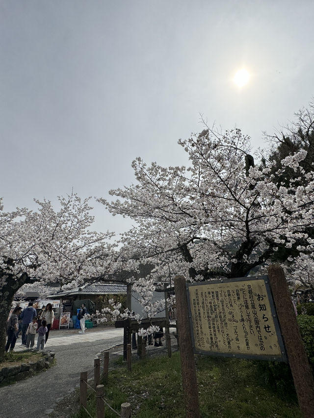 嵐山公園的櫻花：春天的夢幻絕景 🌸