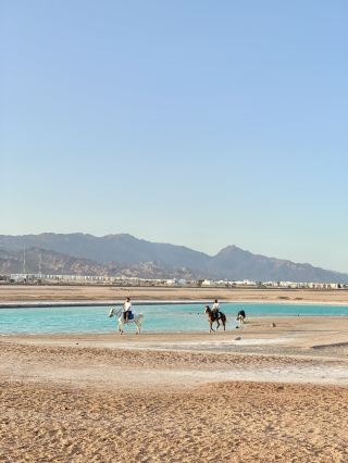 🇪🇬에메랄드 해변따라 말타며 석양까지! 라구나비치🐎🌅