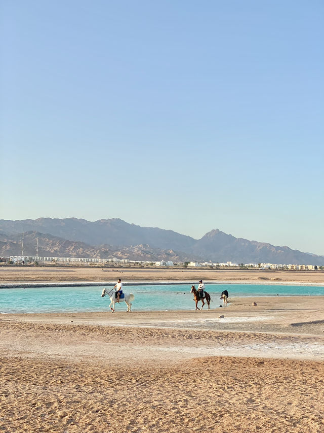 🇪🇬에메랄드 해변따라 말타며 석양까지! 라구나비치🐎🌅