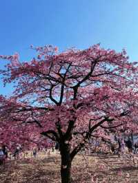 東京代代木公園的櫻花綻放實況｜春日的浪漫🌸