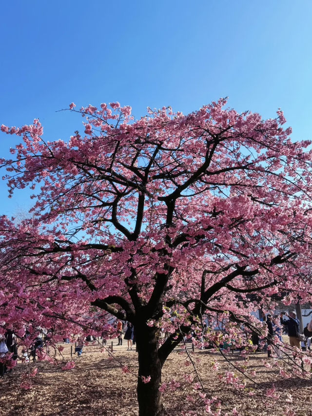 東京代代木公園的櫻花綻放實況｜春日的浪漫🌸