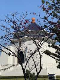 中正紀念堂🏛️櫻花🌸