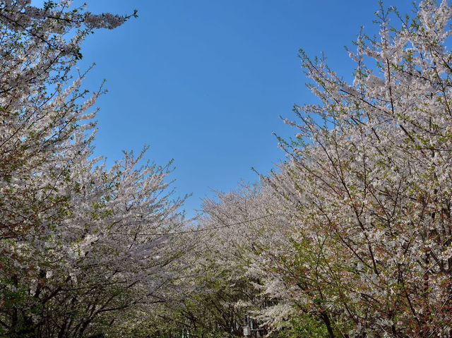 貴安櫻花園賞櫻美景