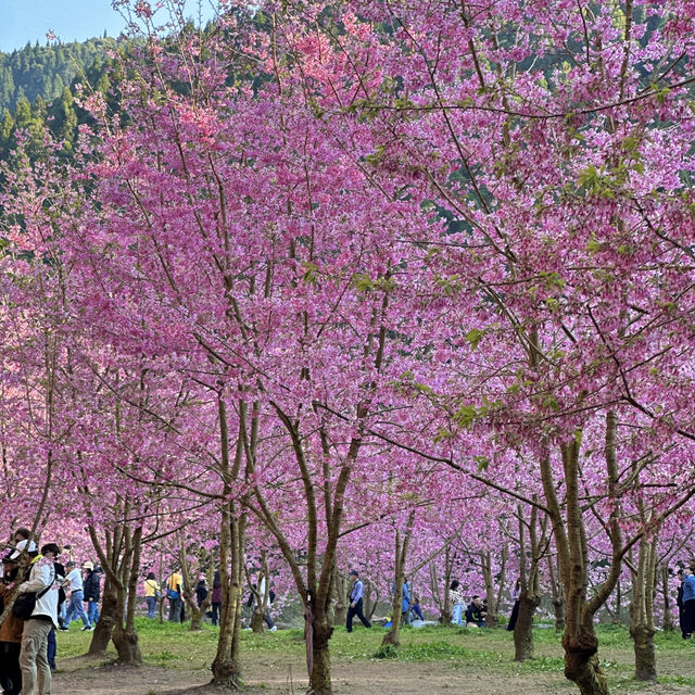 【2025 南投 杉林溪】 三月份 台灣 春天 來了 💖