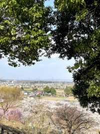 【栃木×春の那須旅】13万本の水仙と桜のコラボが見られる公園