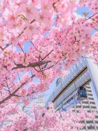 Chasing Sakura at Chiba Urban Monorail 