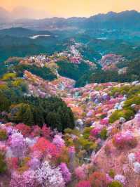 Chasing Sakura at Mt. Yoshino