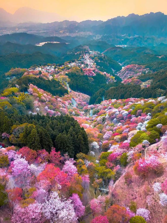Chasing Sakura at Mt. Yoshino