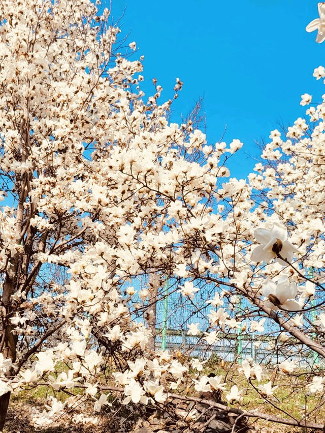 A Springtime Exploration of Local Beauty 💐 
