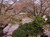 Chasing Sakura at Koko-en Garden
