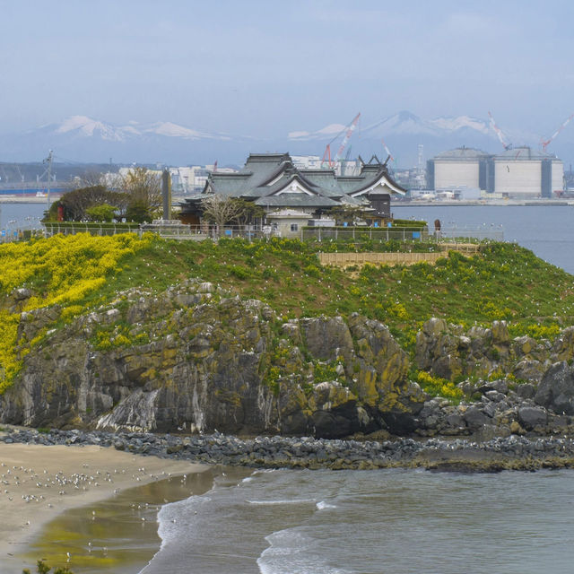 Chasing Sakura at Kabushima Island