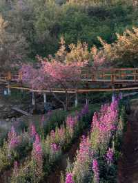 Chasing cherry blossom at Doi Inthanon 🌸