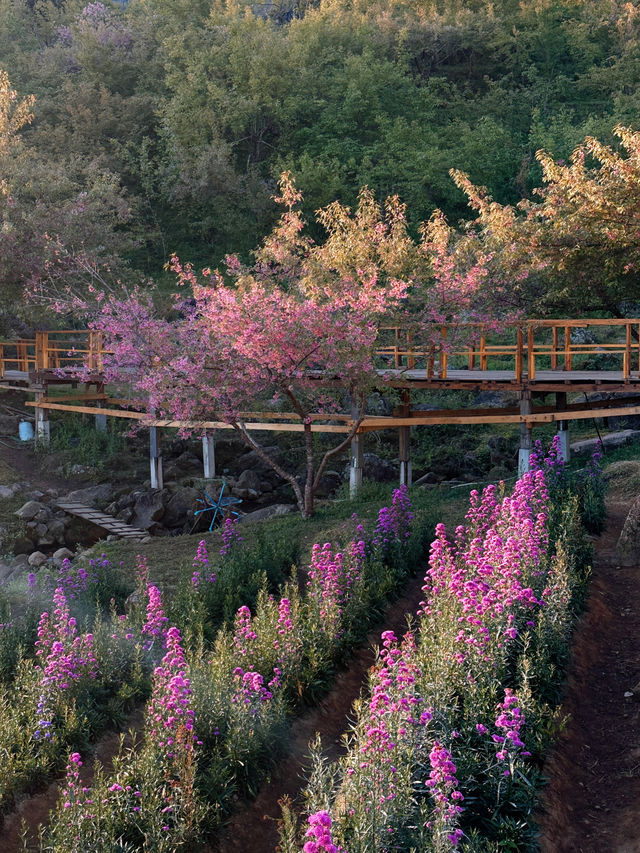 Chasing cherry blossom at Doi Inthanon 🌸