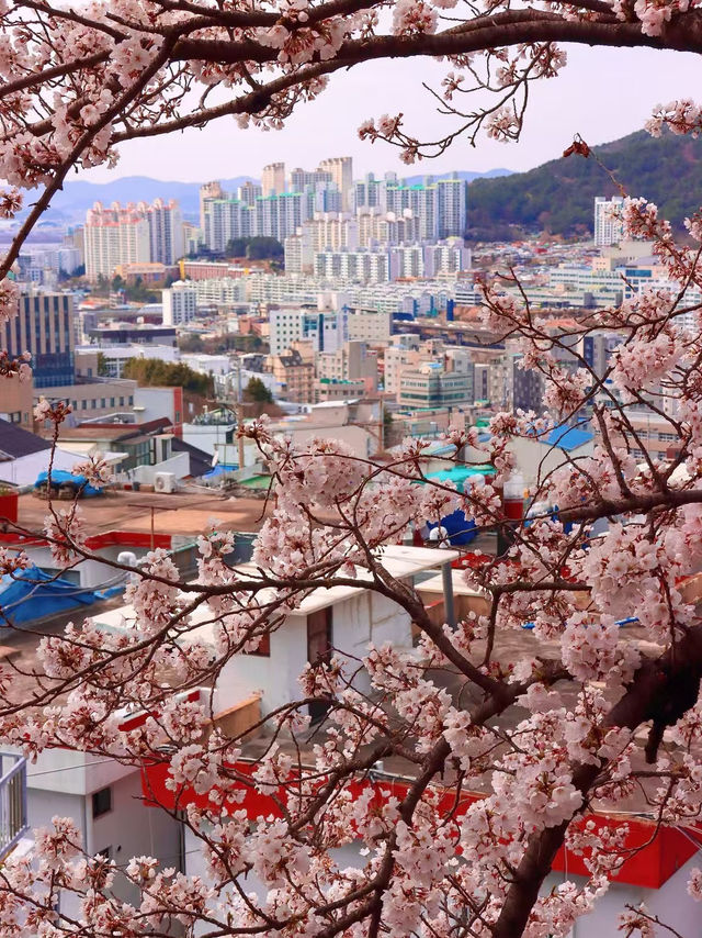 Cherry Blossoms and Cityscapes in Busan