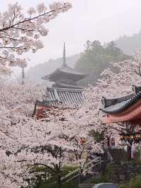 🏯 Stunning Cherry Blossoms at Tsubosaka Temple in Nara