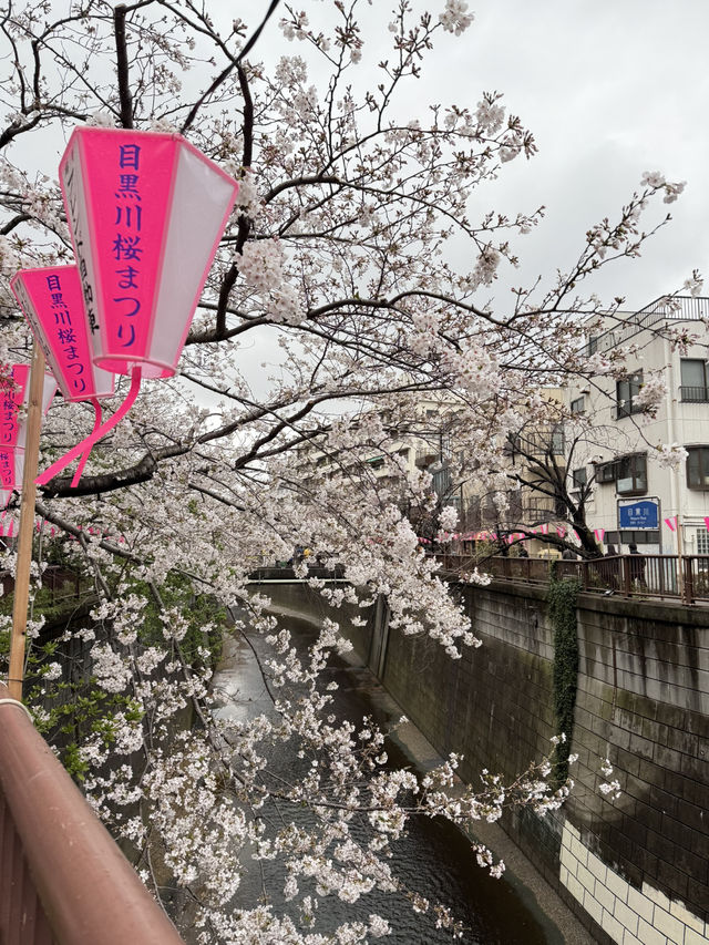 【🇯🇵】目黒川でお花見🌸