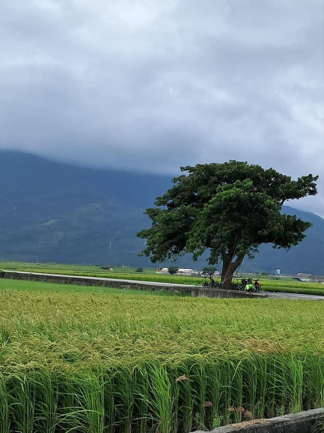伯朗大道 台東