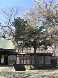 Spring Outing: Chitose Shrine🌸