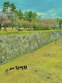 🏯 나고야성 – 나고야의 대표적인 관광지