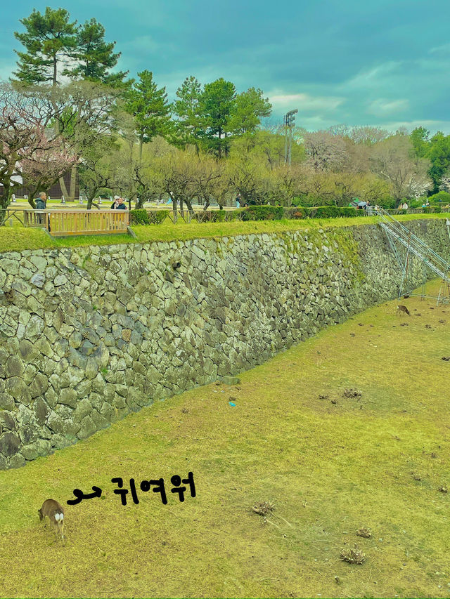 🏯 나고야성 – 나고야의 대표적인 관광지