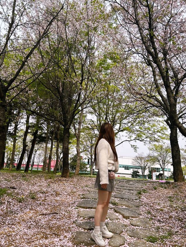 청주 오송 생명 호수공원, 숨겨진 벚꽃 명소 발견!🤍