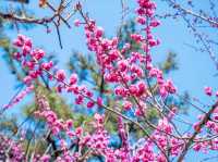 Hueree Flower Festival