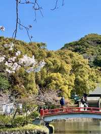 Cherry Blossoms in Full Bloom! Wakamiya Ōji, Kamakura