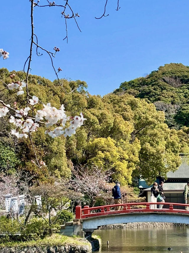 Cherry Blossoms in Full Bloom! Wakamiya Ōji, Kamakura