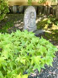 Spring Visit to Jissoin Monzeki: A Peaceful Escape with Blue Maple Leaves