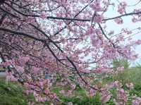 🌸** 新竹頭前溪橋左岸櫻花步道**🌸