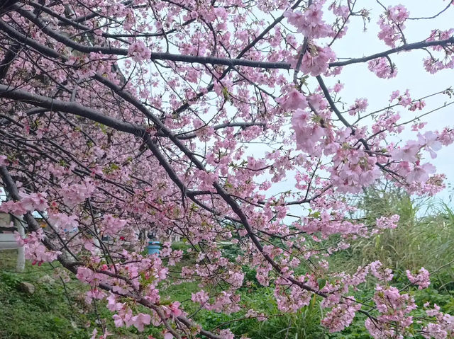 🌸** 新竹頭前溪橋左岸櫻花步道**🌸