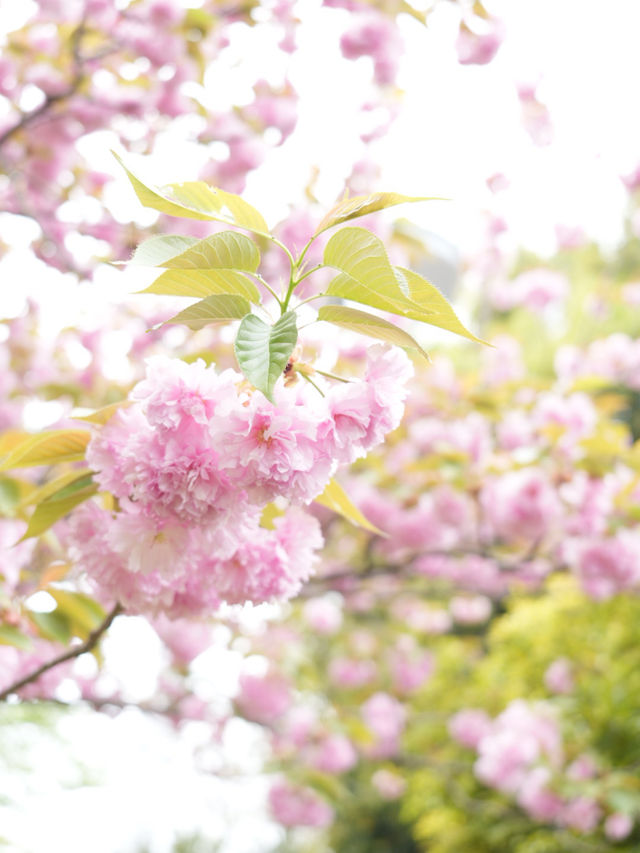 【岐阜×木曽三川公園】園内に咲き乱れる八重桜が素晴らしい