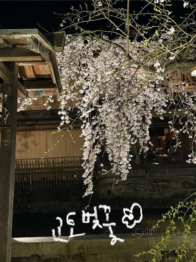 교토 벚꽃 여행지 다녀왔습니다!🎶🫶🏻
