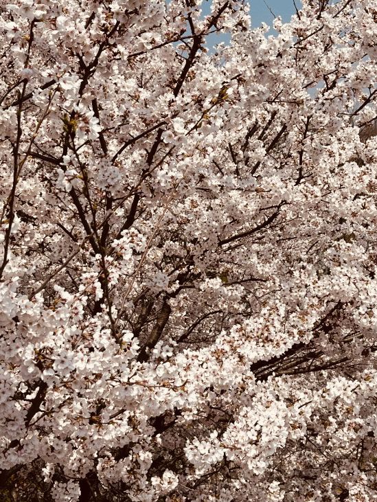 Yangjaecheon's Pink Ribbon: A Serene Riverside Blossom Stroll Offers Urban Tranquility