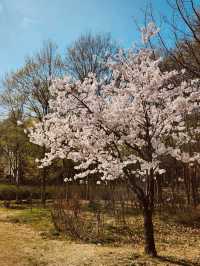 A Breath of Fresh Air and Greenery: Maeheon's Springtime Refreshment 