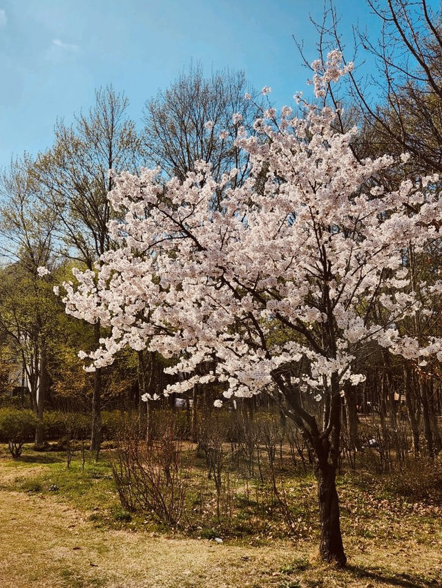 A Breath of Fresh Air and Greenery: Maeheon's Springtime Refreshment 