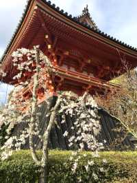 The Stunning Cherry Blossoms of Ninna-ji Temple
