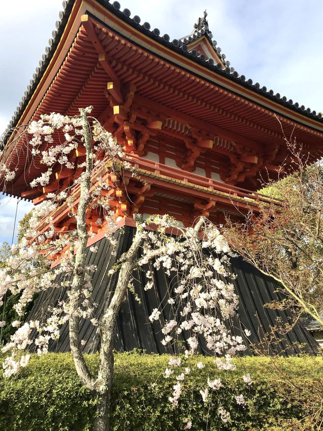 The Stunning Cherry Blossoms of Ninna-ji Temple