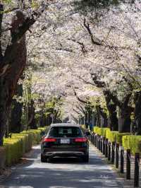 青山霊園の桜🌸 – 静かな春の風景