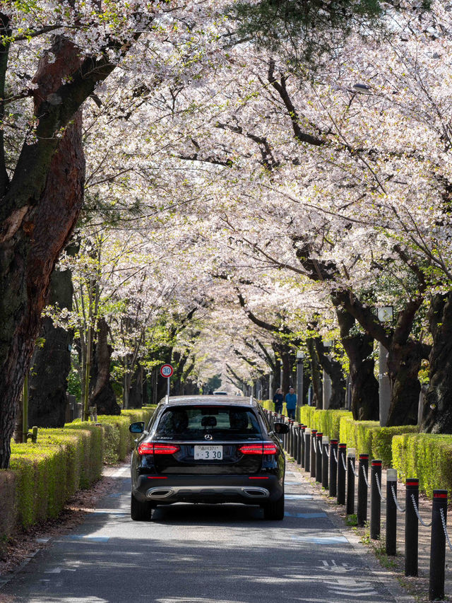 青山霊園の桜🌸 – 静かな春の風景
