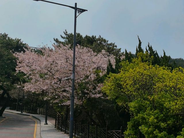搭DANUBI列車暢遊釜山國家地質公園~太宗台，賞櫻花和玉蘭花。