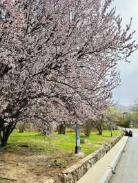Secret Sakura of Shaolin: A Pilgrimage for the Discerning Flower Lover
