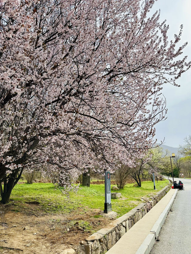 Secret Sakura of Shaolin: A Pilgrimage for the Discerning Flower Lover